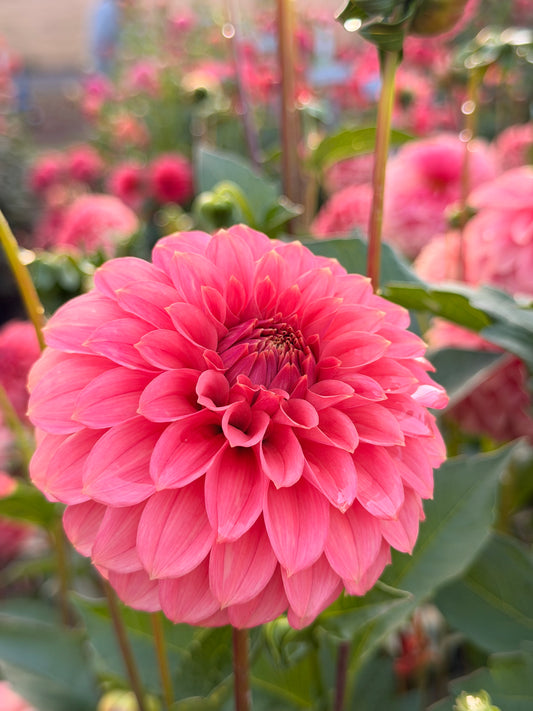 KA's® Keltie Rose TUBER