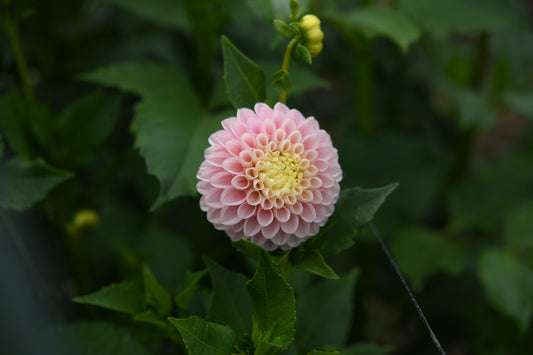Hollyhill Pollyanna CUTTING