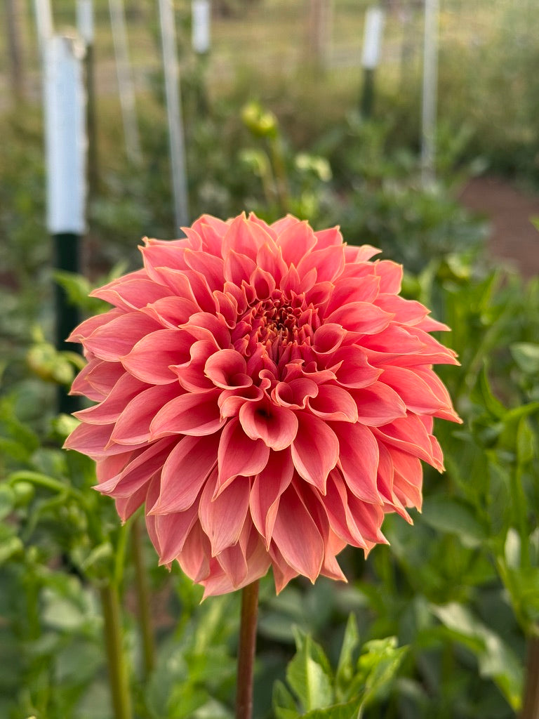 KA's® Coral Sea TUBER