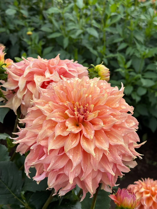 Summer Rain TUBER