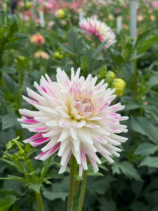 Verkist Peppermint TUBER