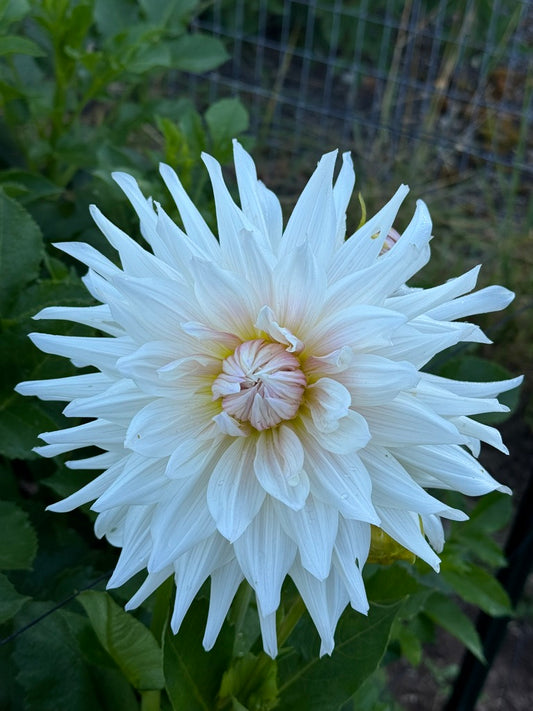 Roque Starburst CUTTING