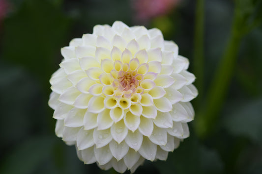 Cream Diane CUTTING