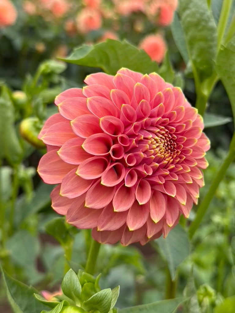 Peachy Parade CUTTING *LIMIT 1*