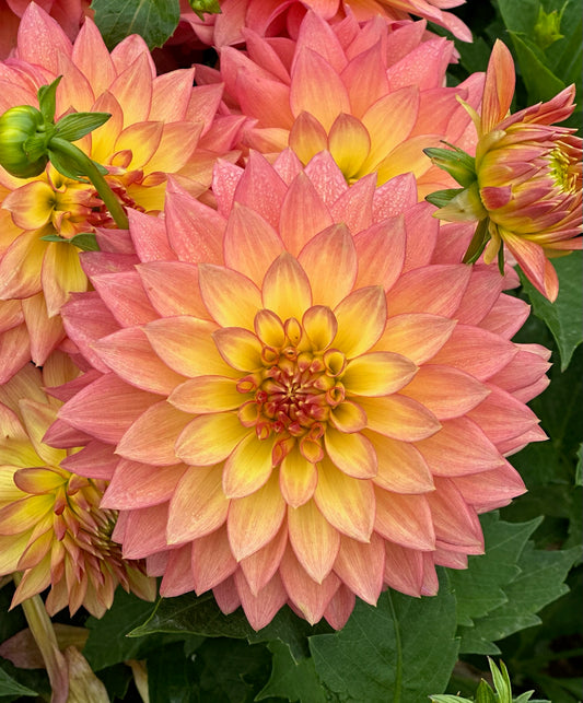 Bloomquist Vigor CUTTING