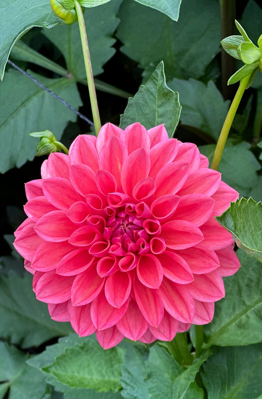 Bloomquist Curt CUTTING