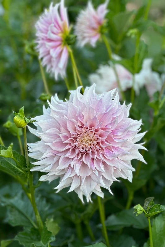 KA's® Lavendar Blush TUBER