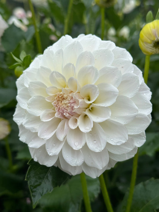 Irish Ruffles TUBER