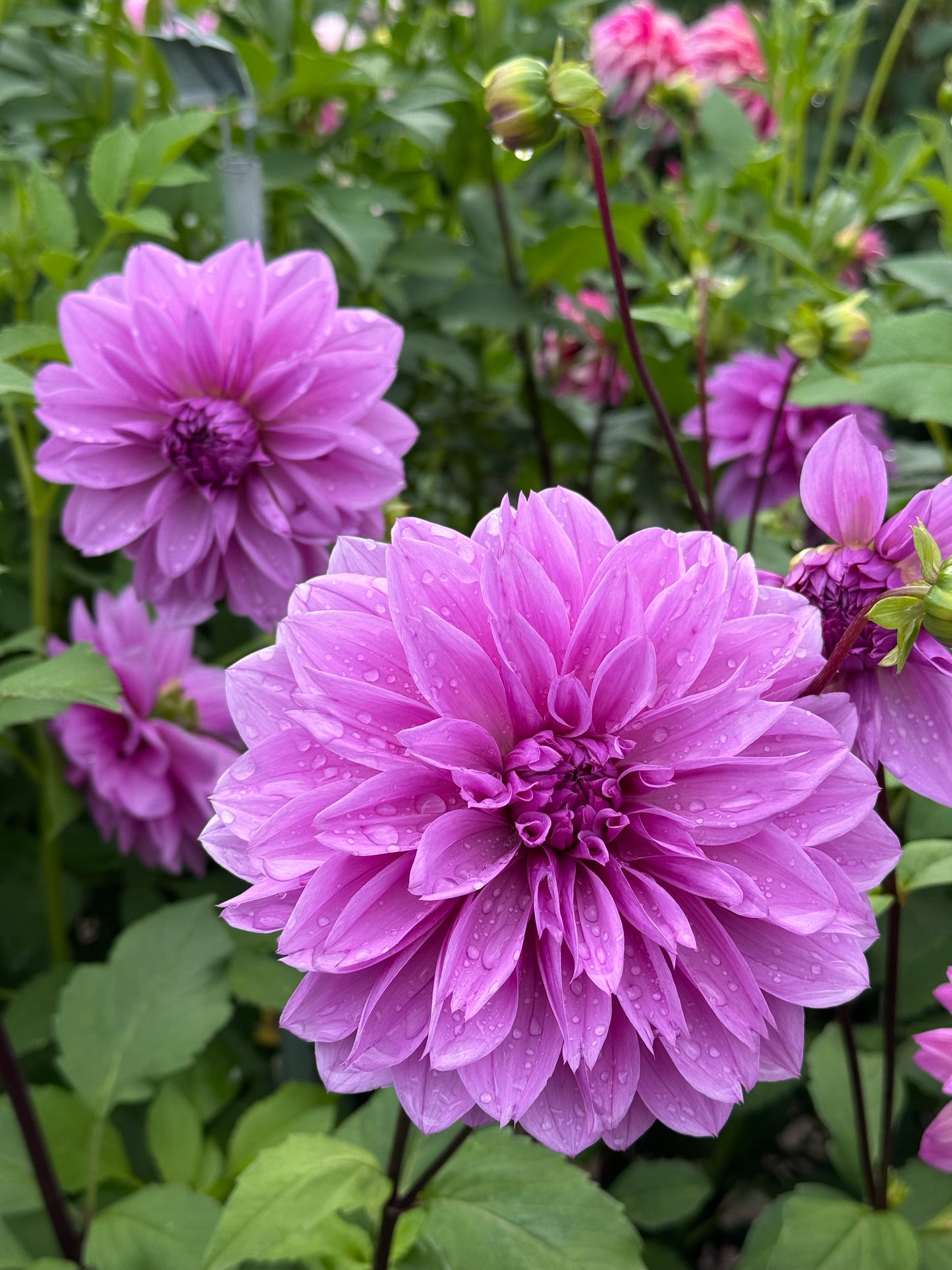 Lilac Time TUBER