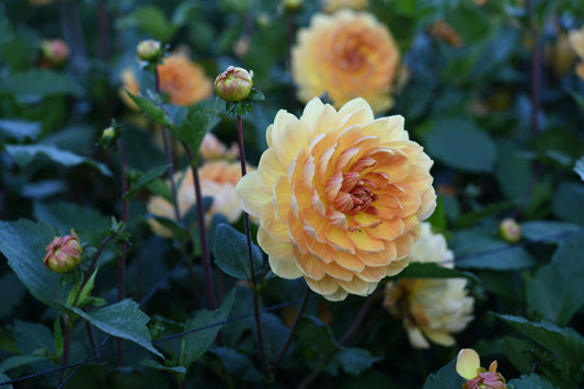 Hollyhill Honeygold TUBER *LIMIT 1*
