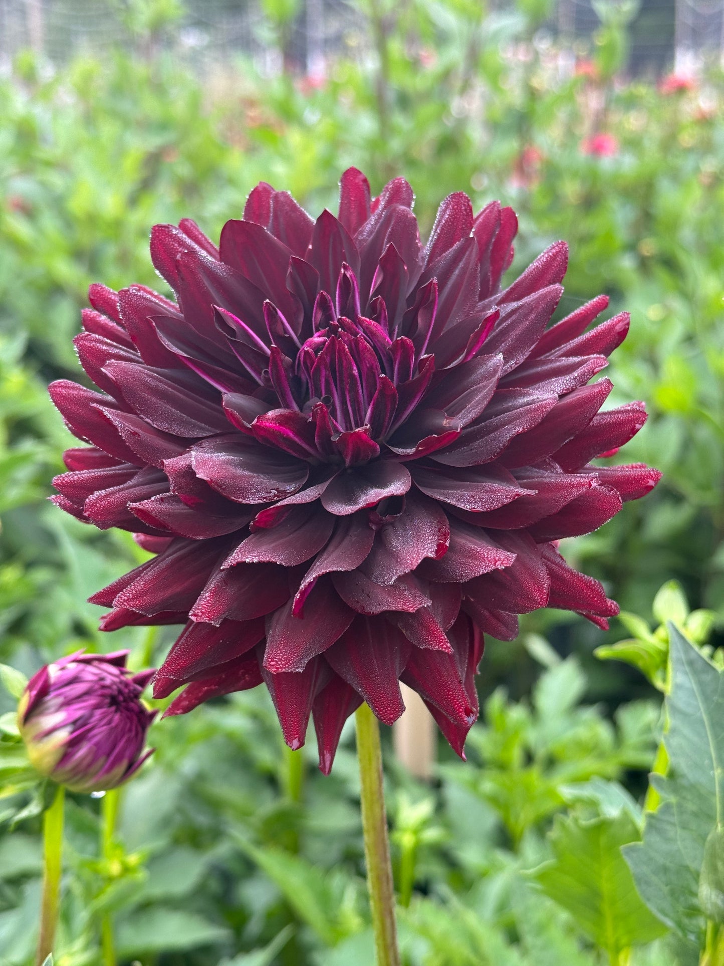 Hollyhill Black Beauty TUBER