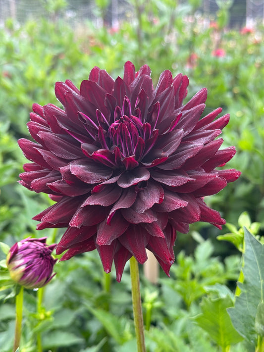 Hollyhill Black Beauty TUBER