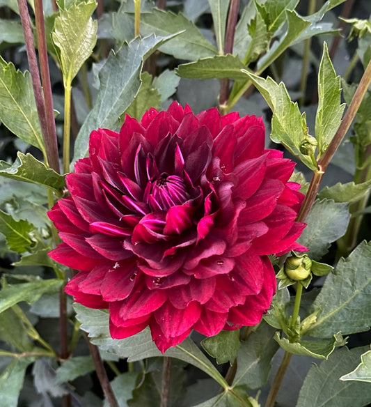 Hollyhill Black Widow CUTTING