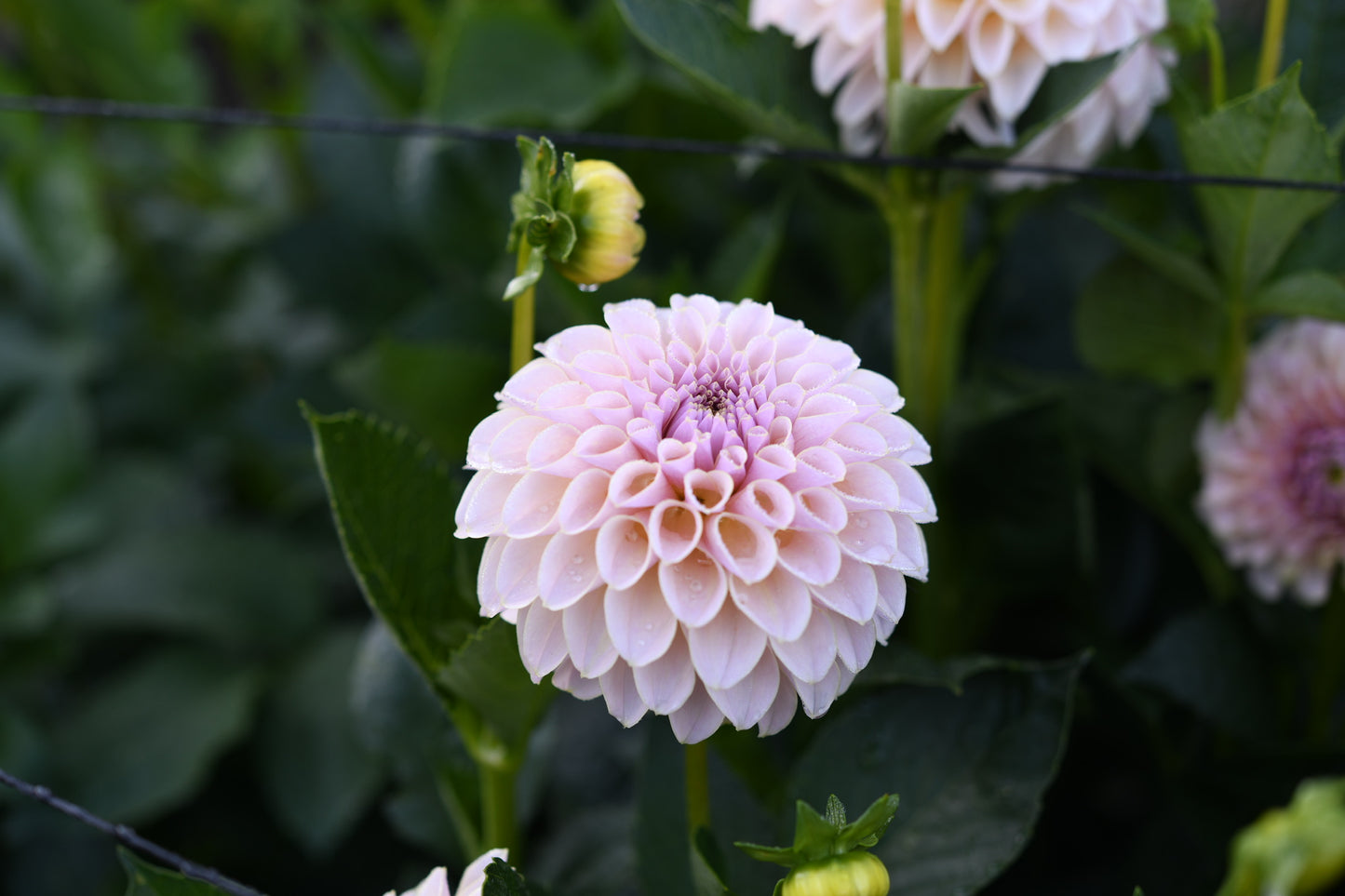 KA's® Cinder Rose CUTTING