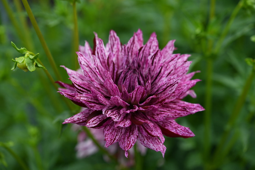 Hollyhill Bewitched CUTTING