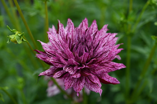 Hollyhill Bewitched CUTTING