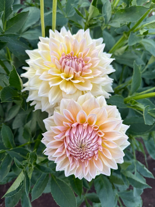 Westerton Lillian CUTTING