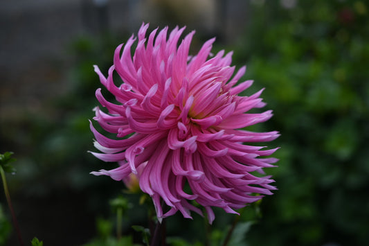 Hollyhill Cotton Candy CUTTING
