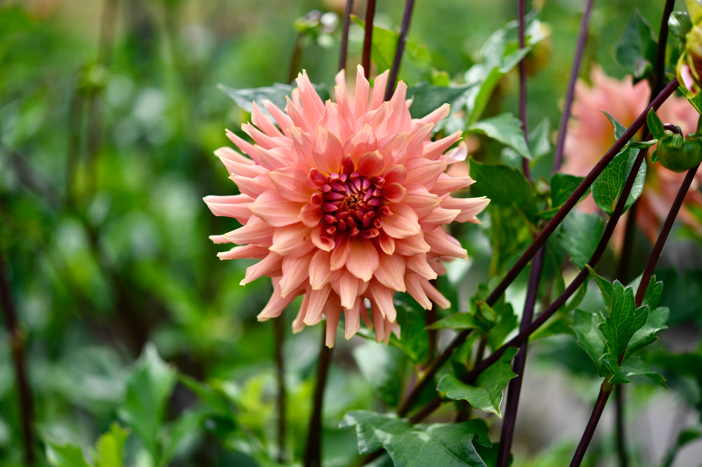 Terracotta TUBER