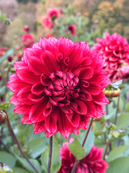 Bloomquist York TUBER