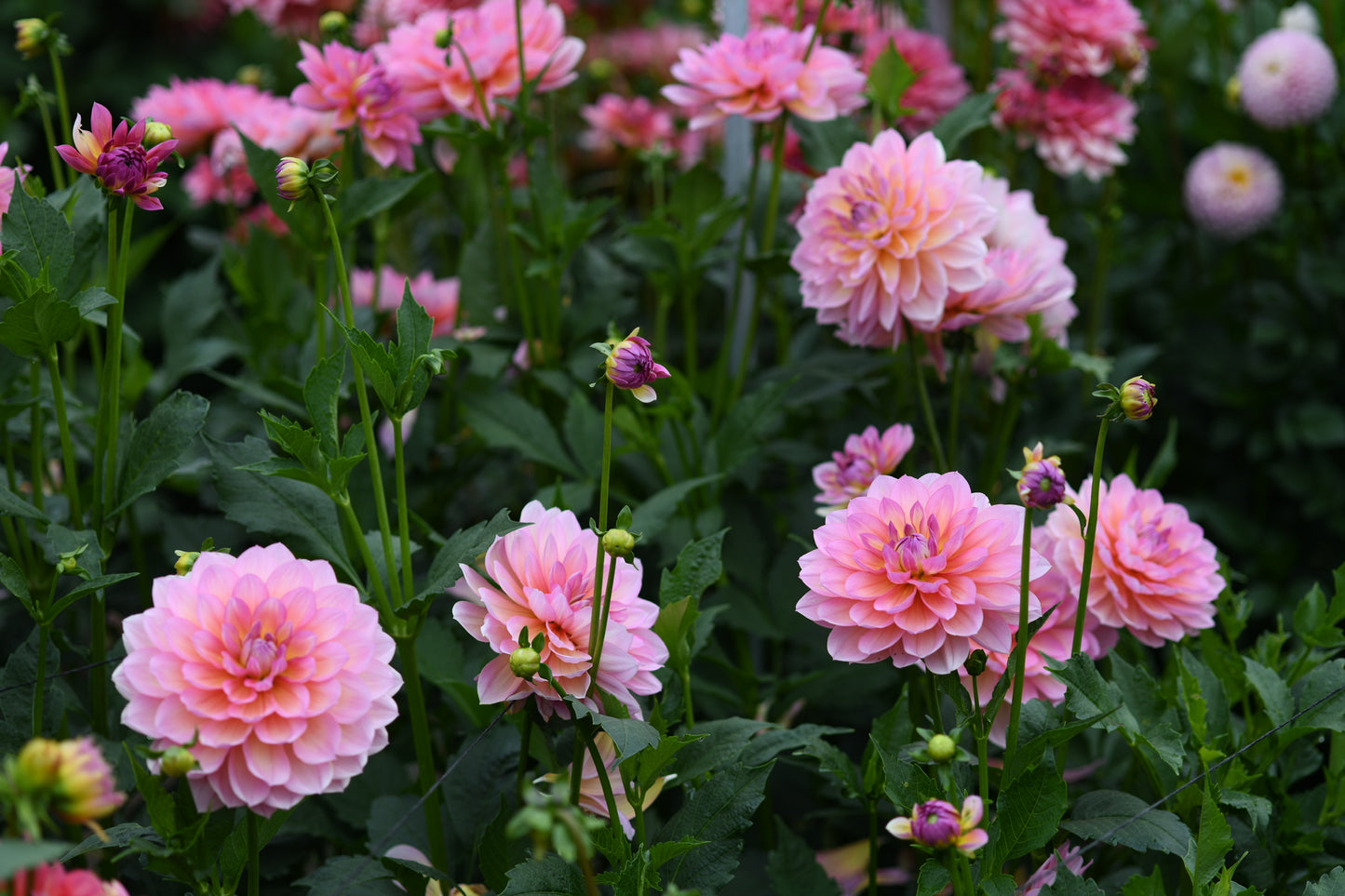 Sandia Rose TUBER