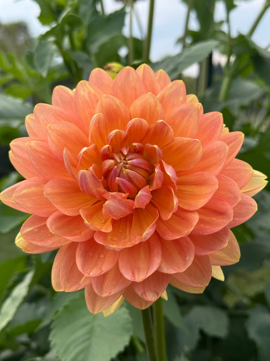 Sandia Susan CUTTING *LIMIT 1*
