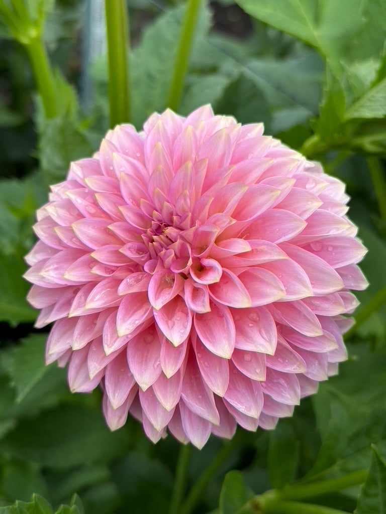 Bloomquist Pink Parfait TUBER