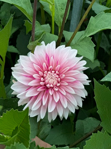 Budapest Blush CUTTING