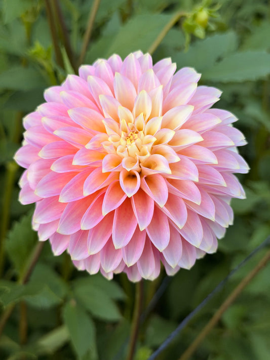 Bloomquist Essence TUBER