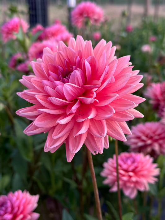 Dutch Pearl TUBER