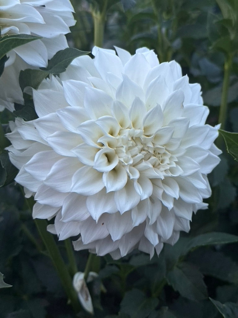 KA's® Bella Luna TUBER