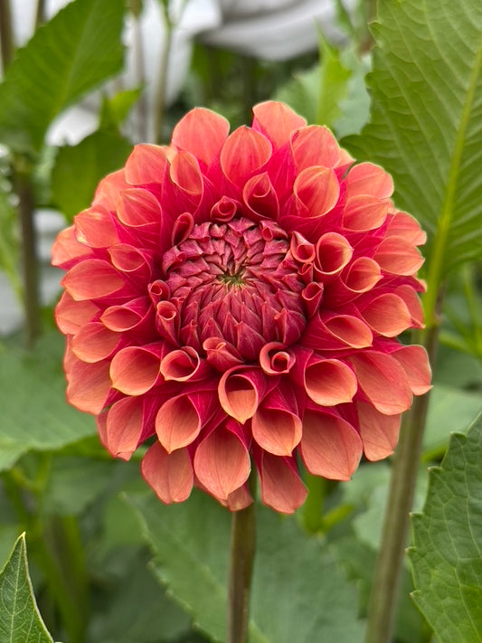 Burfoot Desert Rose CUTTING